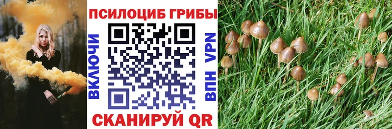 Псилоцибиновые грибы Cubensis Оленегорск